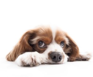 Why Does My Dog Smell Like Burnt Hair