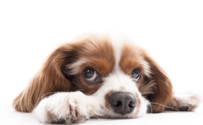 Why Does My Dog Smell Like Burnt Hair