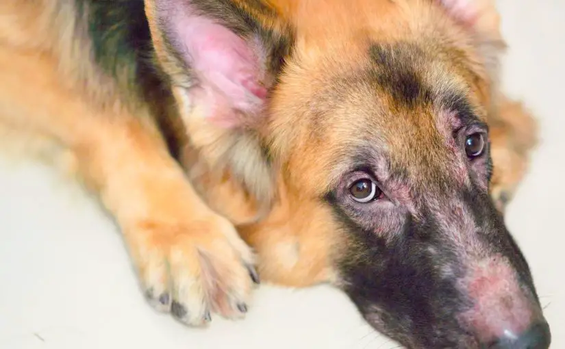 Why Does My Dog Still Stink After a Bath?