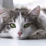 Will a HEPA Filter Help with Cat Allergies? Managing Exposure Will a Hepa Filter Help with Cat Allergies?