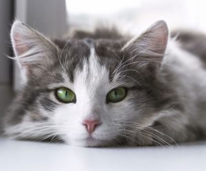 Will a Hepa Filter Help with Cat Allergies?