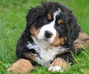 Can a Humidifier Help with Dry Skin on My Pet