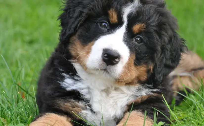 Can a Humidifier Help with Dry Skin on My Pet