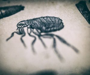 Does Baking Soda Really Kill Fleas