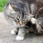 Does Vinegar Kill Fleas? Really Keep Them Away for Good? The Surprising Truth does vinegar kill fleas