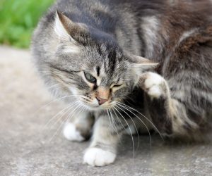does vinegar kill fleas