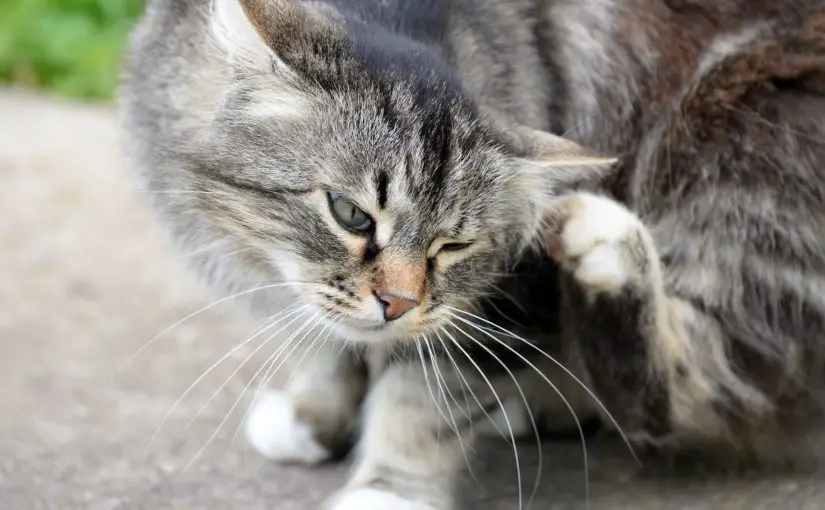 Does Vinegar Kill Fleas? Really Keep Them Away for Good? The Surprising Truth