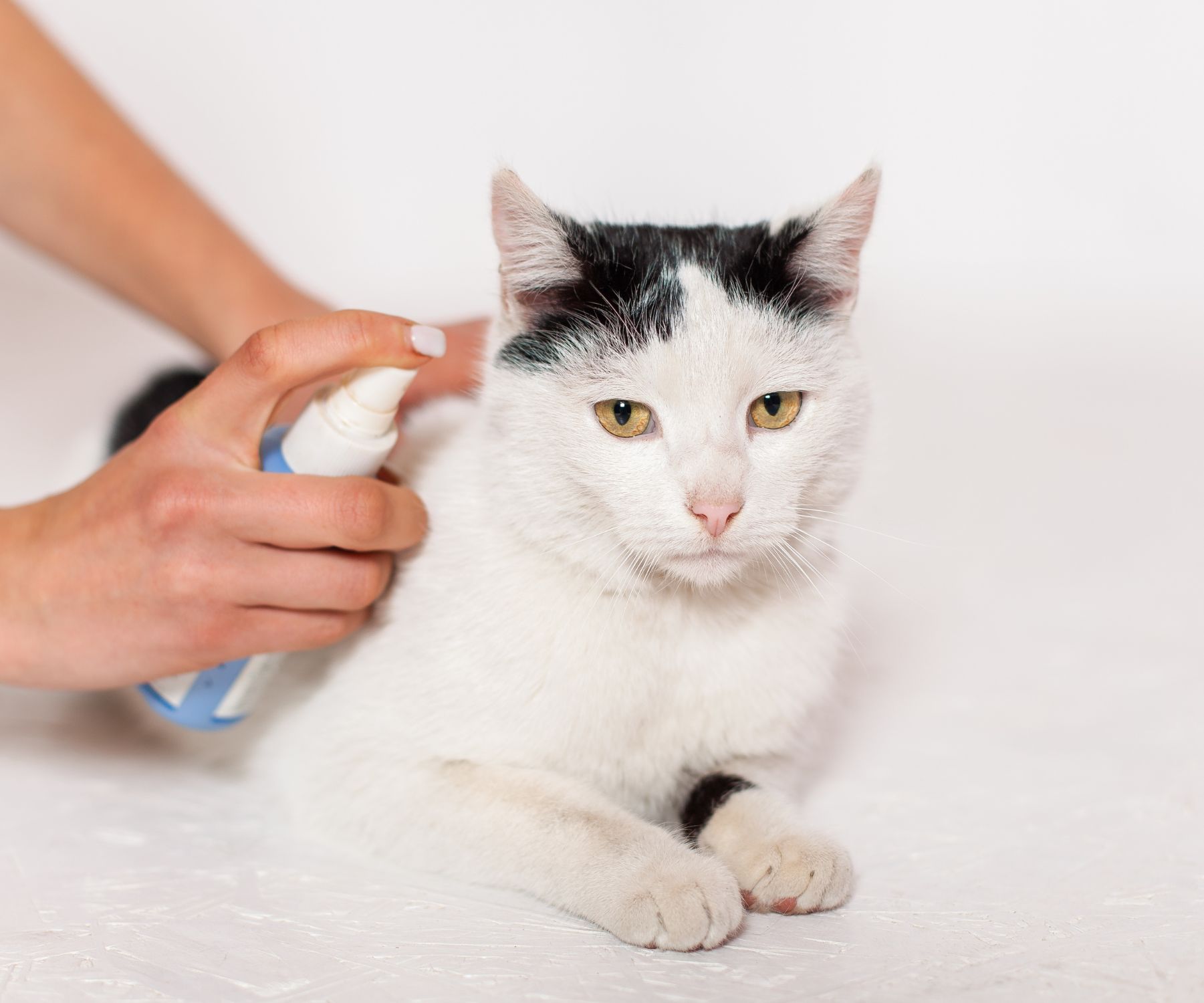 does ozone kill fleas