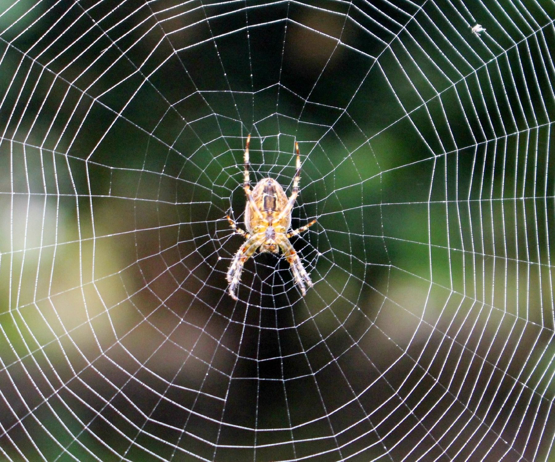 does ozone kill spiders