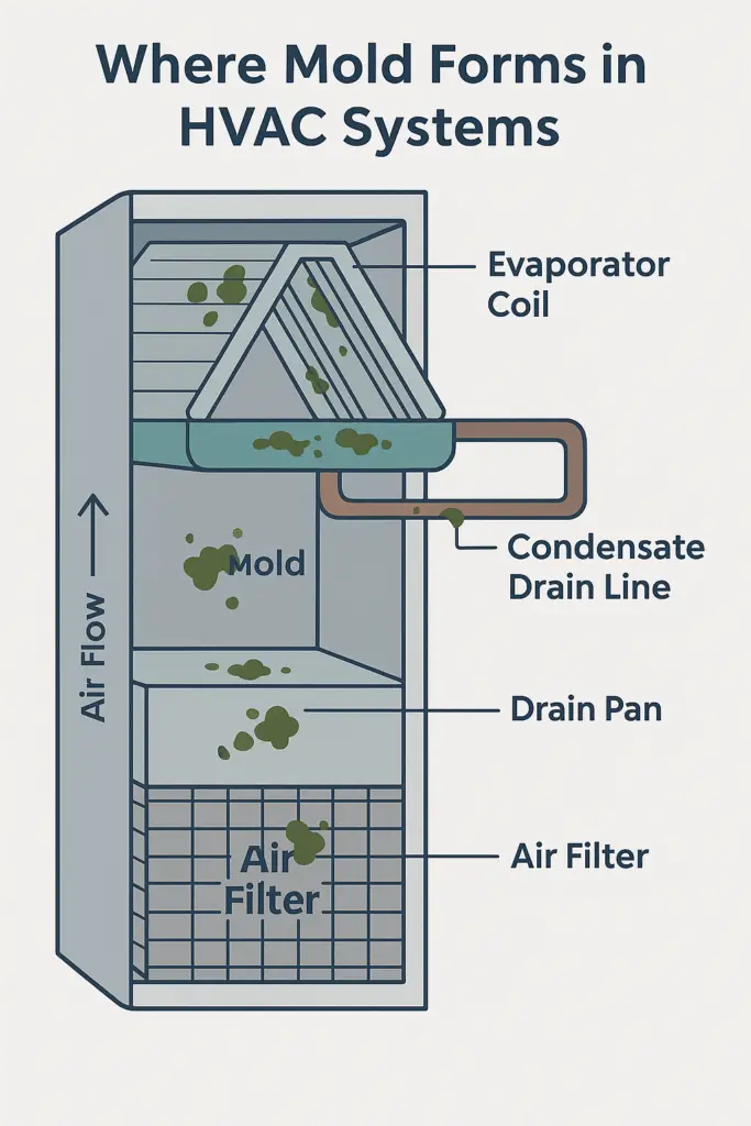 Diagram of common mold growth areas inside HVAC systems like coils and drain pans
